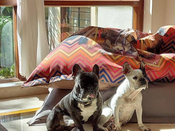 bouledogues français bloques inde