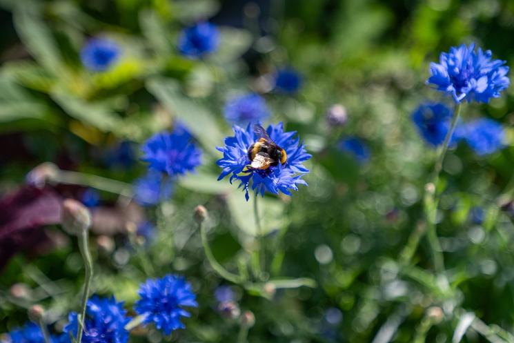 Un bourdon butine une des fleurs présentes dans le jardin Superland