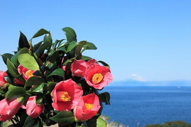 Magnolia - Izu Oshima