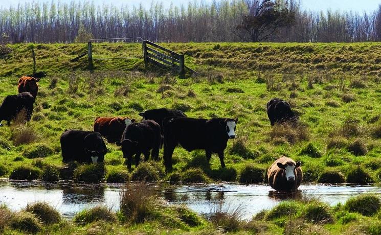 industrie laitiere en nouvelle zelande