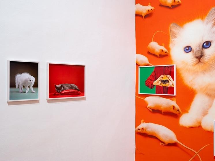 exposition chromotherapia