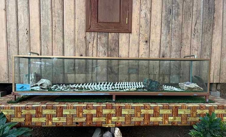 Squelette de dauphin mort exposé dans la communauté touristique de Preah Rumkel, le 10 mars 2024. (Sovann Sreypich CamboJa News)