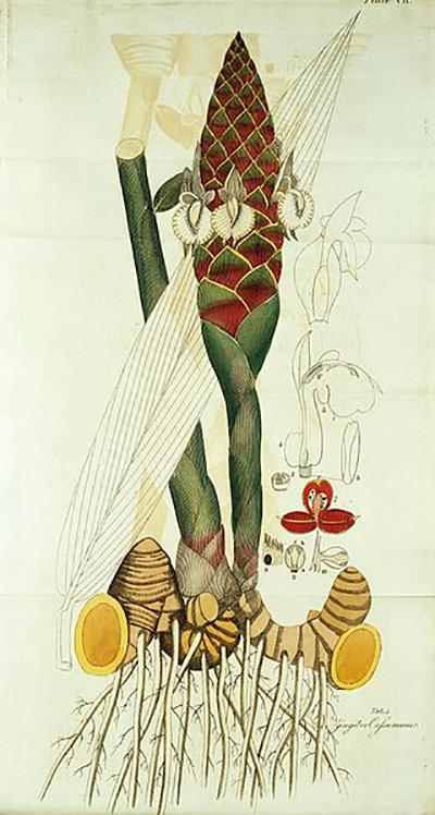 Indian_Medicinal_Plants_and_Drugs_Wellcome