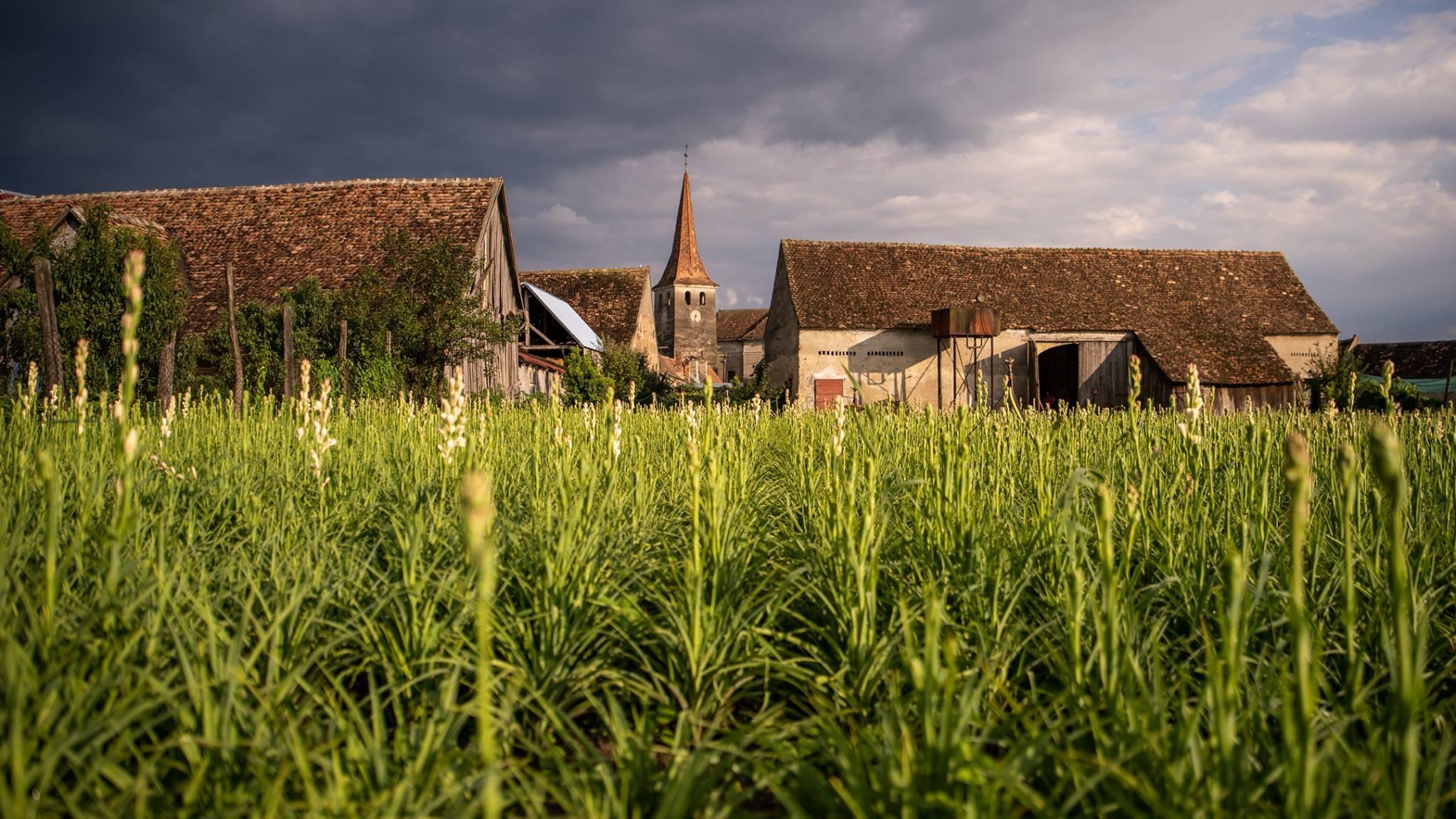 tubéreuses-hoghilag-transylvanie-roumanie-tourisme