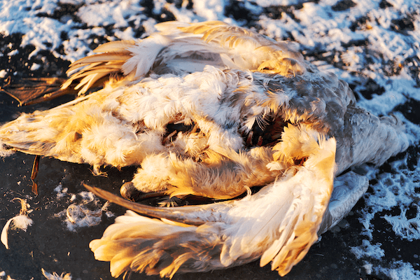 oiseau mort hiver Danemark