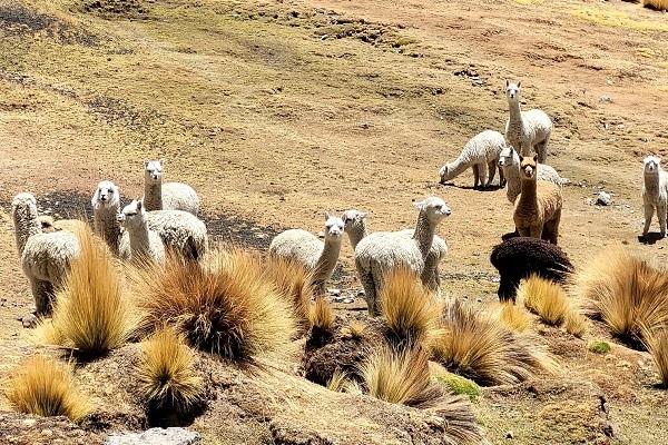 « Notre défi fou : la traversée de la cordillère des Andes à vélo ! »
