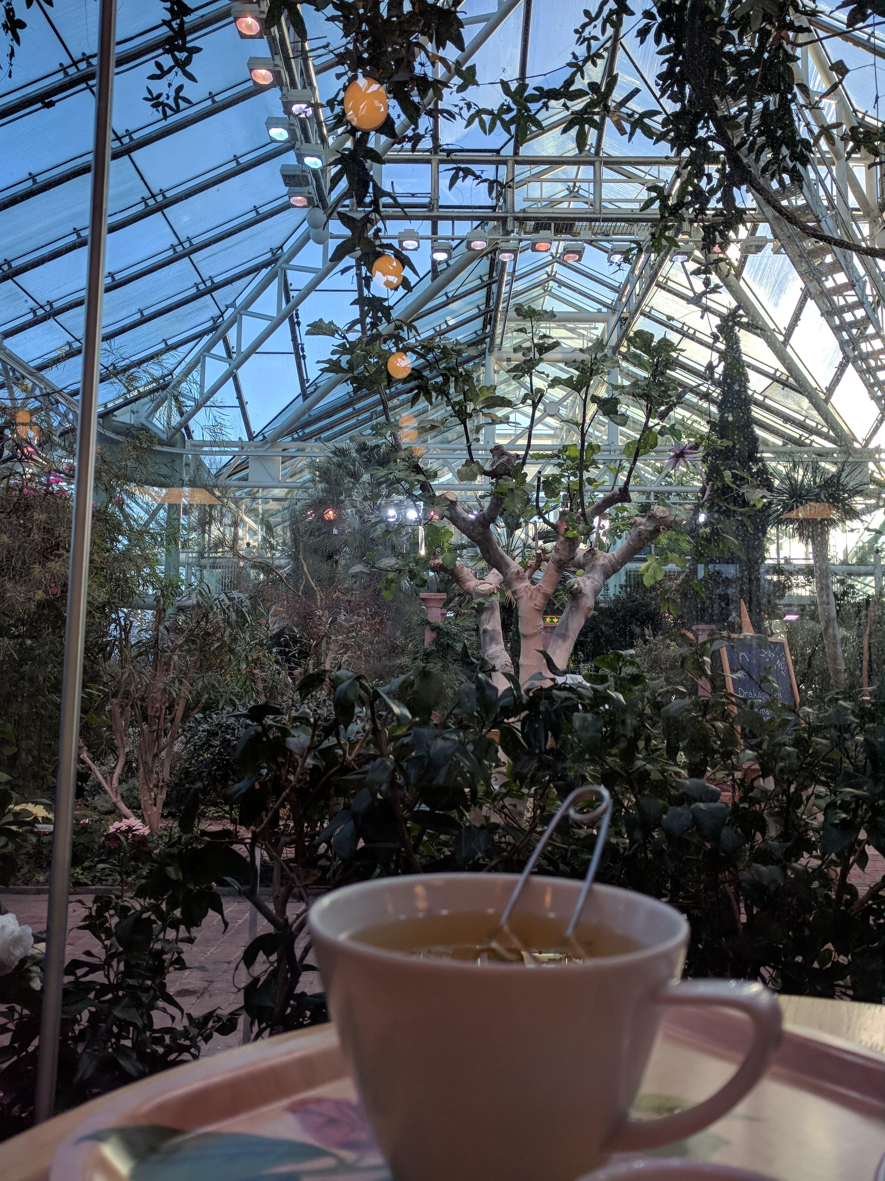 café bergianska trädgården