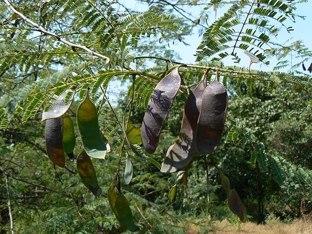 un arbre accacia à cachou