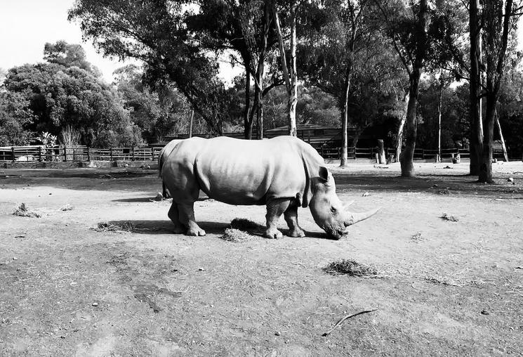 Rhinocéros au ZOO de Johannesburg