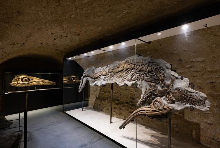 Luc Ebbo, paléontologue amateur