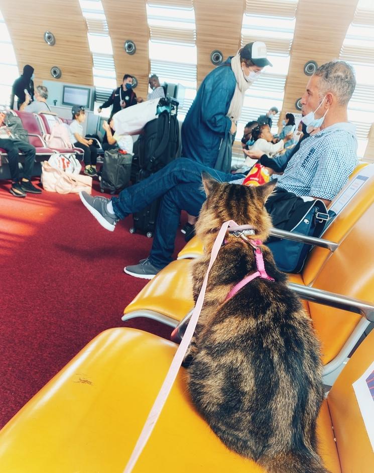 Animal voyage Bénin