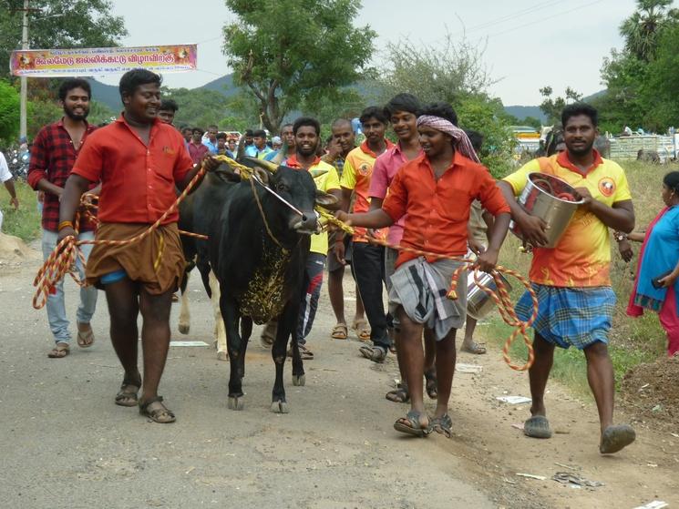 jallikattu india inde 2020