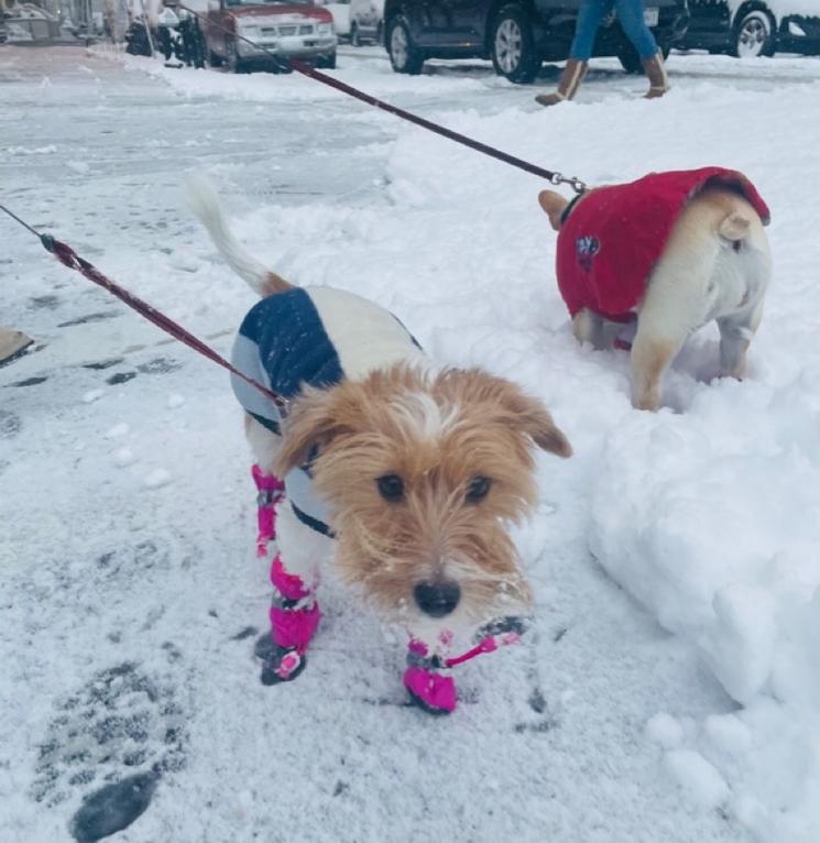 Tempête de neige New York