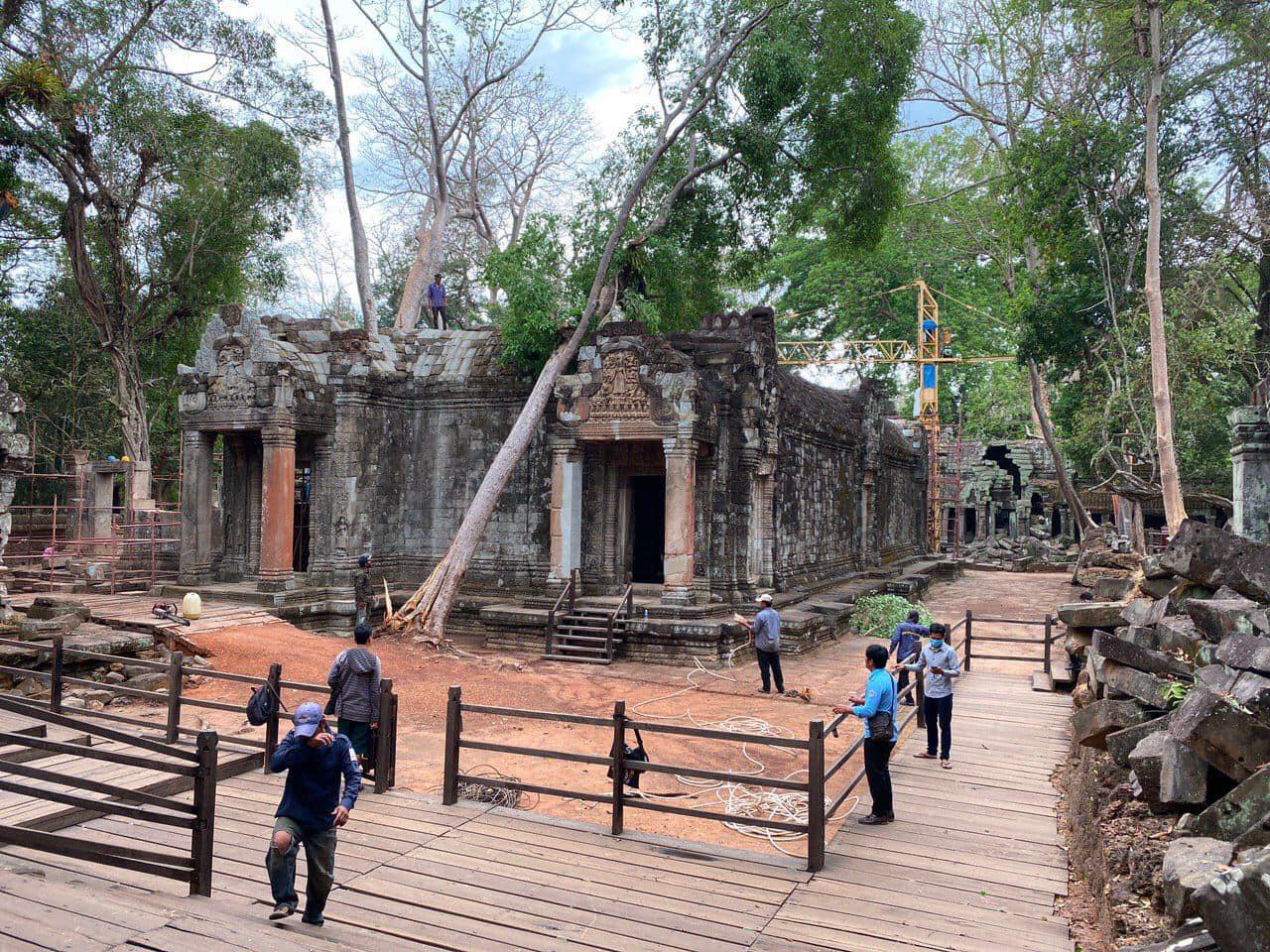 arbres arrachés ta prohm