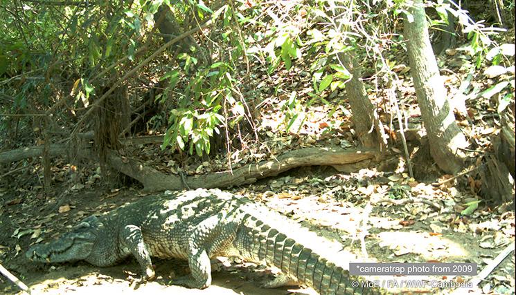 9_Crocodile_photo_in_dry_forest_by_FA_WWF_camera_trap_2_copy