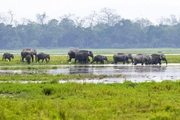 biodiversite ecologie pompili inde