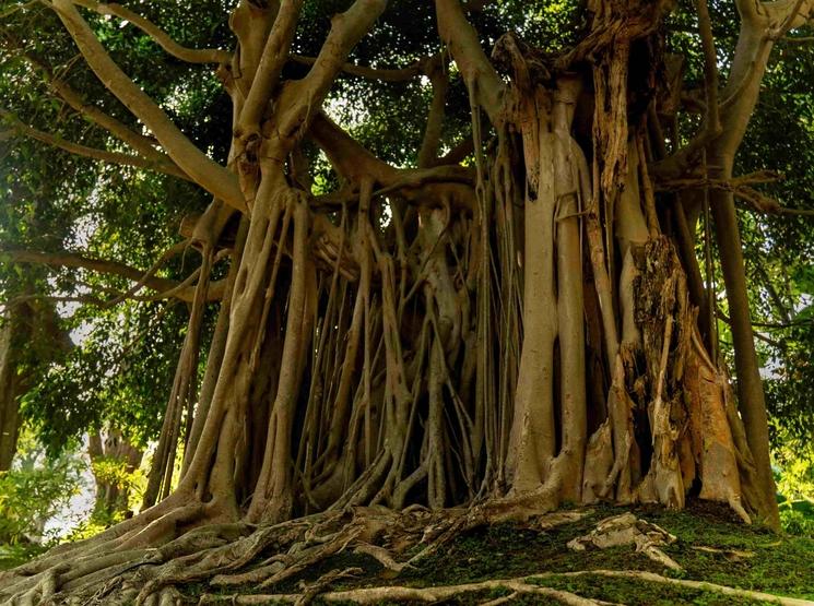 Parc arbres Chiang Mai