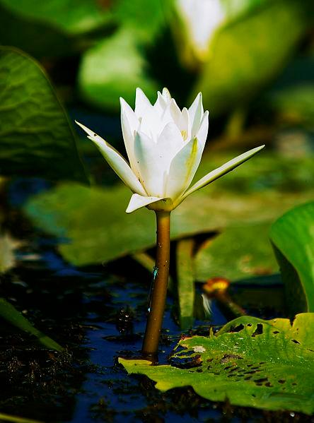 delta-danube-nénuphars