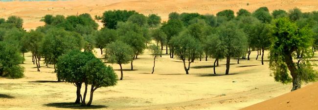 désert Dubai