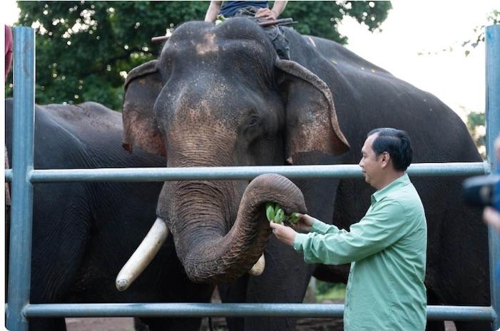 ELEPHANTS