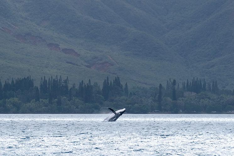 Baleine à bosse dans la baie de prony en Nouvelle-Calédonie