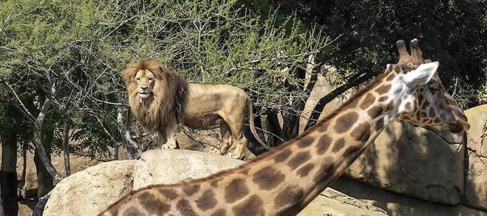 un lion et une girafe dans le zoo Bioparc à Valencia