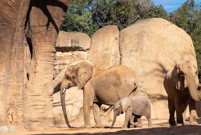 des éléphants dans le BIOPARC Valencia