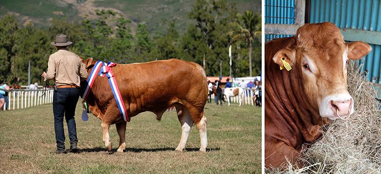 Foire de Bourail 2021 classe élévage bovin