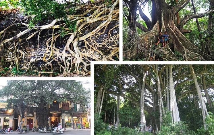 des arbres banian centenaires au Vietnam