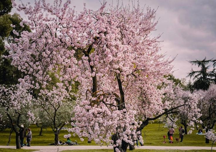 Un cerisier du Japon en fleur