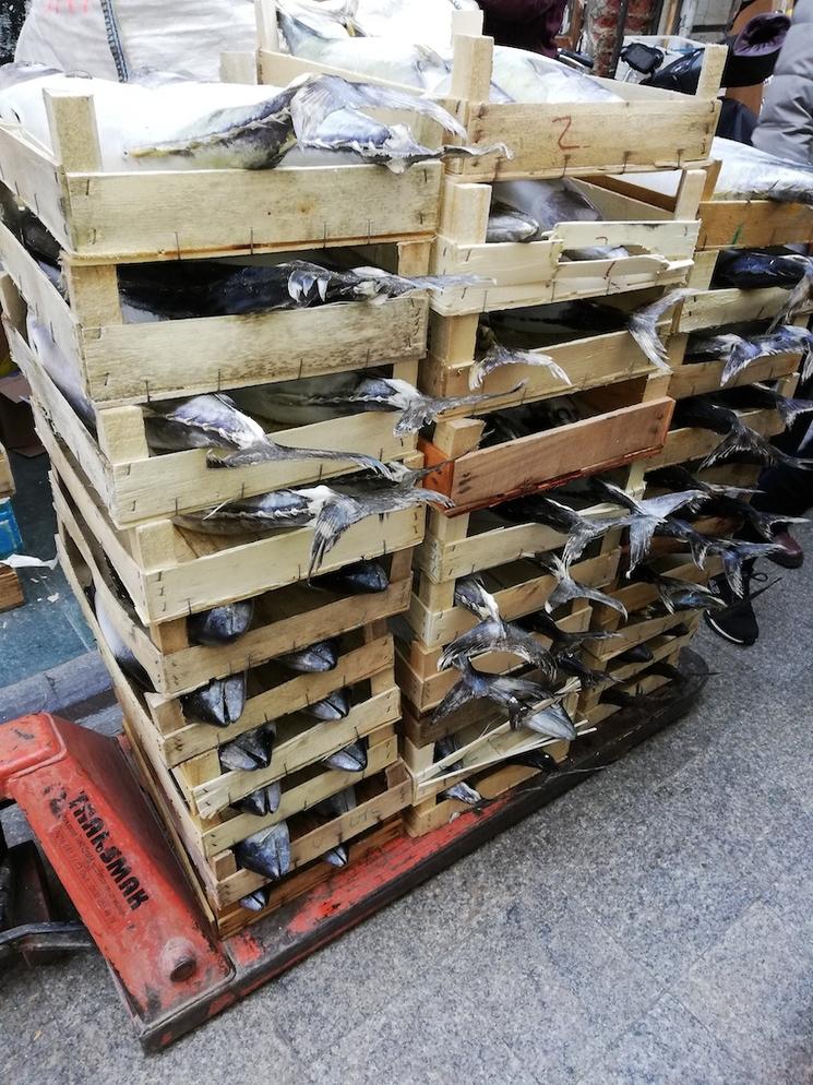 Bonites dans le Marché aux poissons.jpg