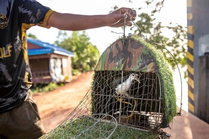 Braconnage d'oiseaux