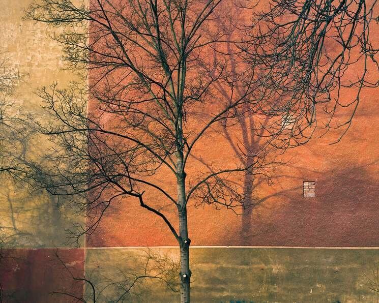 Photo de mur ocre et jaune avec un arbre en hiver par Harf Zimmermann