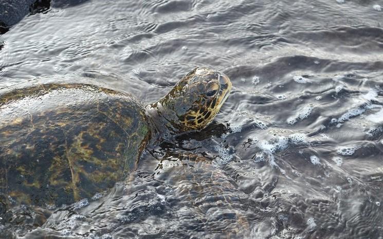 tortue verte hong kong