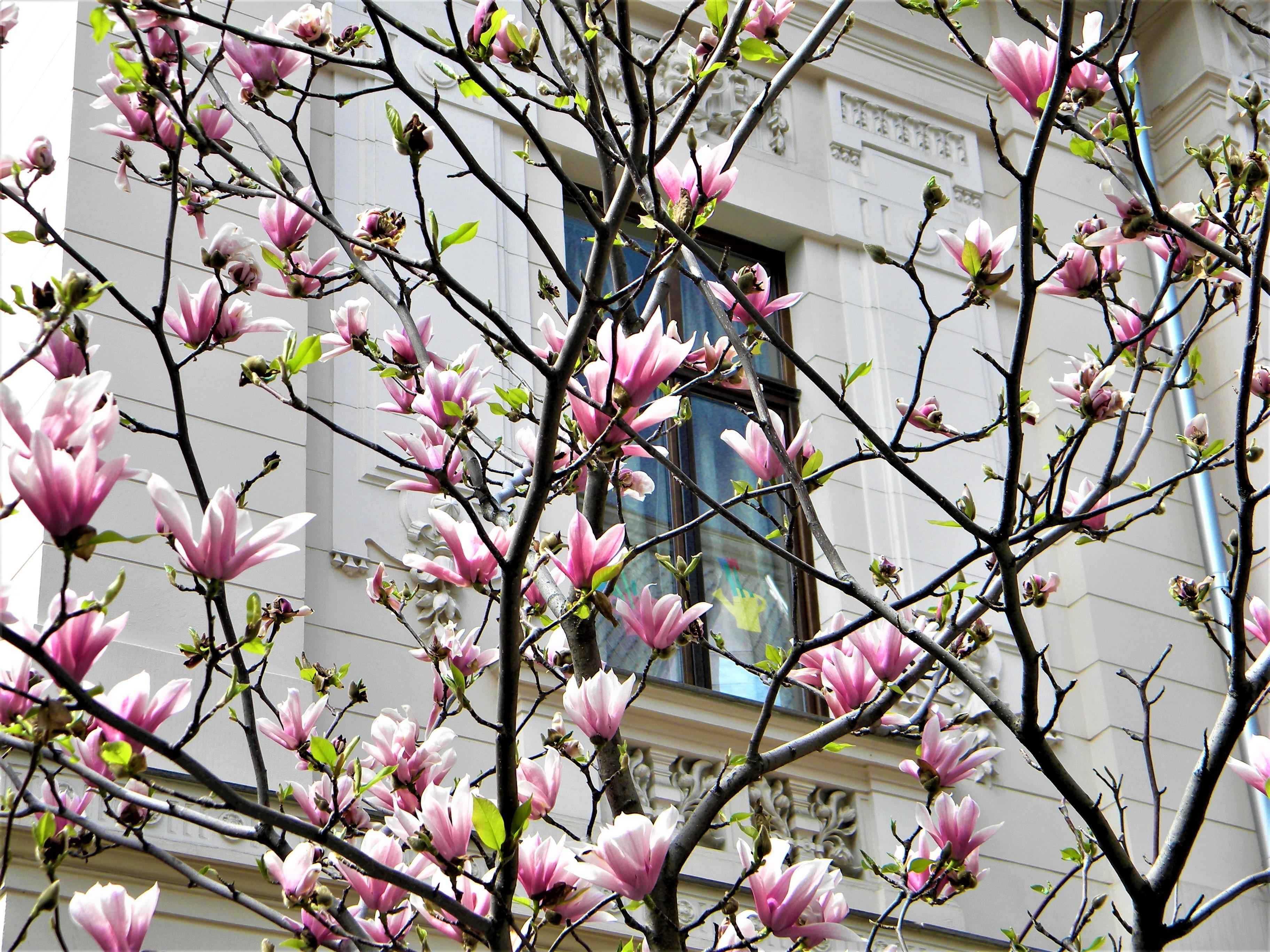 magnolia-bucarest