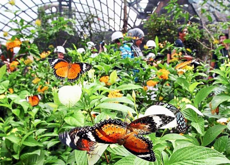 penang-butterfly-farm