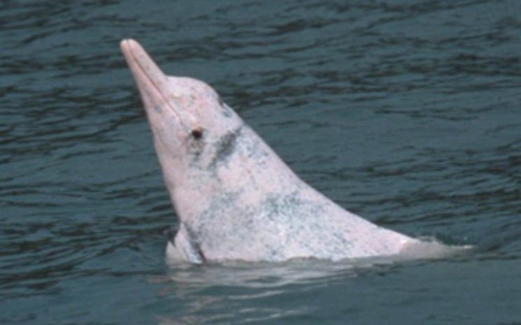 Animaux Hong Kong balades