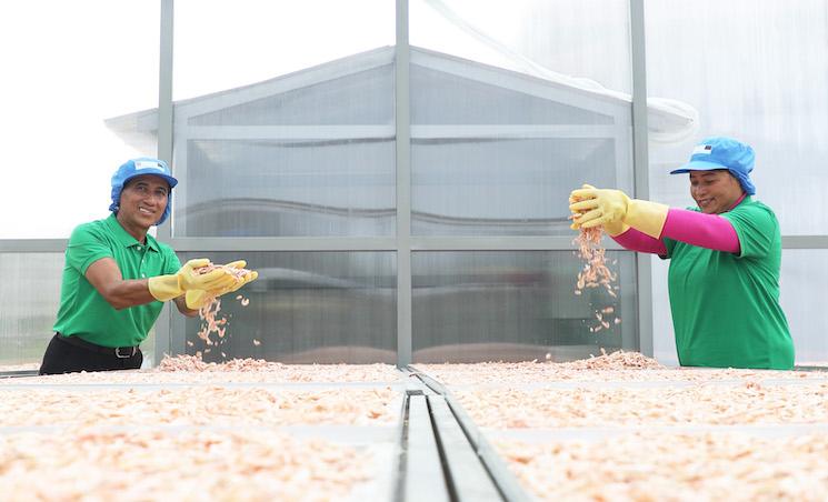 CAPFISH-Capture_Drying Shrimp in a Solar Dryer Dome.