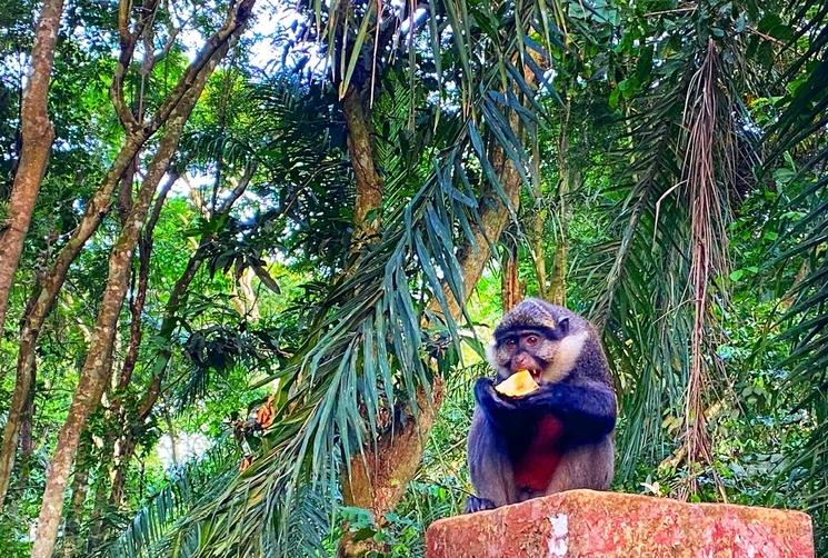 Singe à ventre rouge en train de prendre son repas