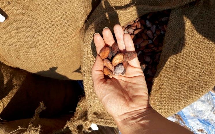 Des graines de cacao dans la main d'un cultivateur en Thailande