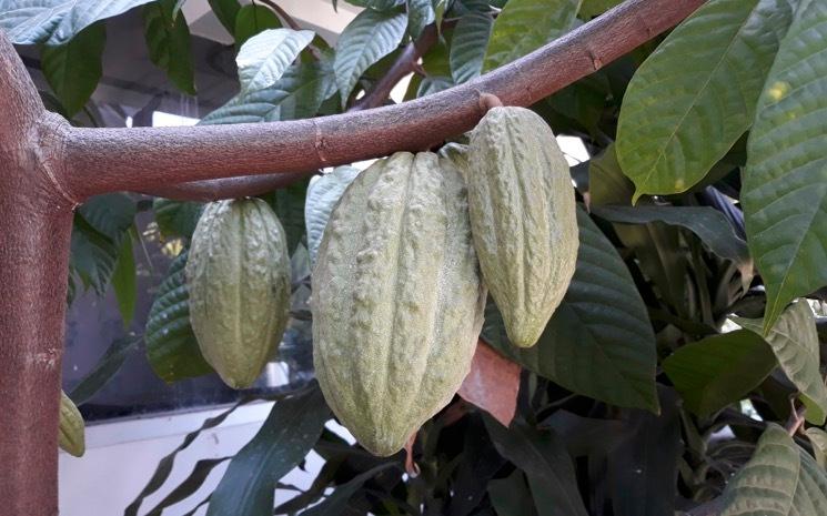 Culture du cacao en Thailande