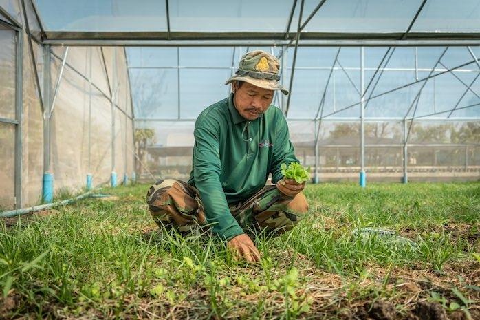 agriculitureur cambodgien. Habby chandara