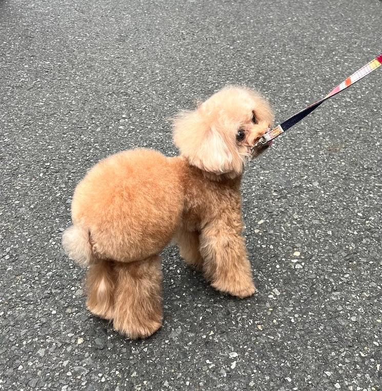 caniche toiletté. @Catherine Gruère