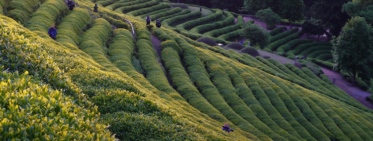 Boseong voyage tourisme nature