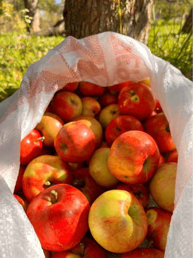 Image de Iryna Mullersur Unsplash. La variabilité des horaires de travail notamment liée à la saisonnalité des cultures renforce le besoin de travailleurs temporaires pour certains emplois.