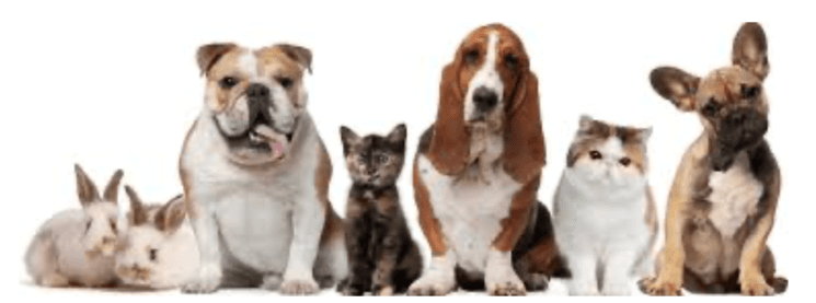 animaux