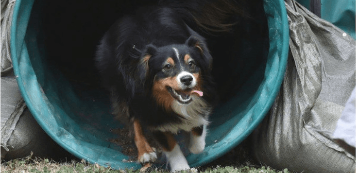 chien qui joue