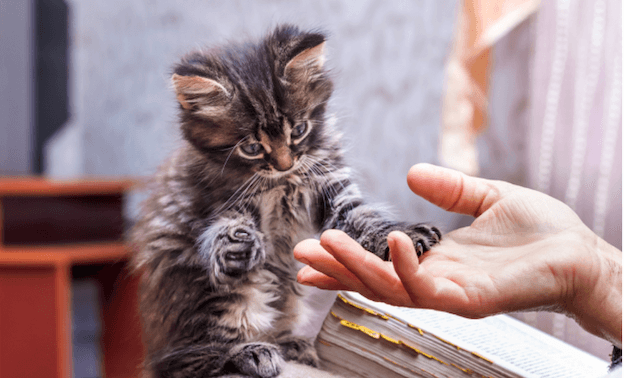 chat