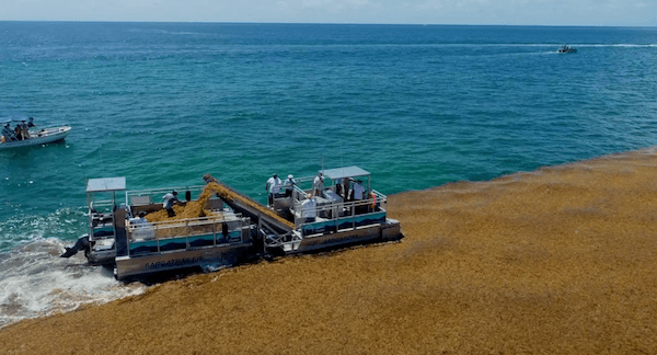 ocean cleaner au Mexique