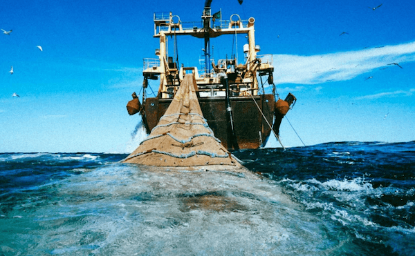 le chalutage profond est désormais interdit depuis 2016